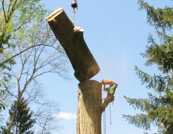 Picture shows a certified arborist cutting a big tree trunk